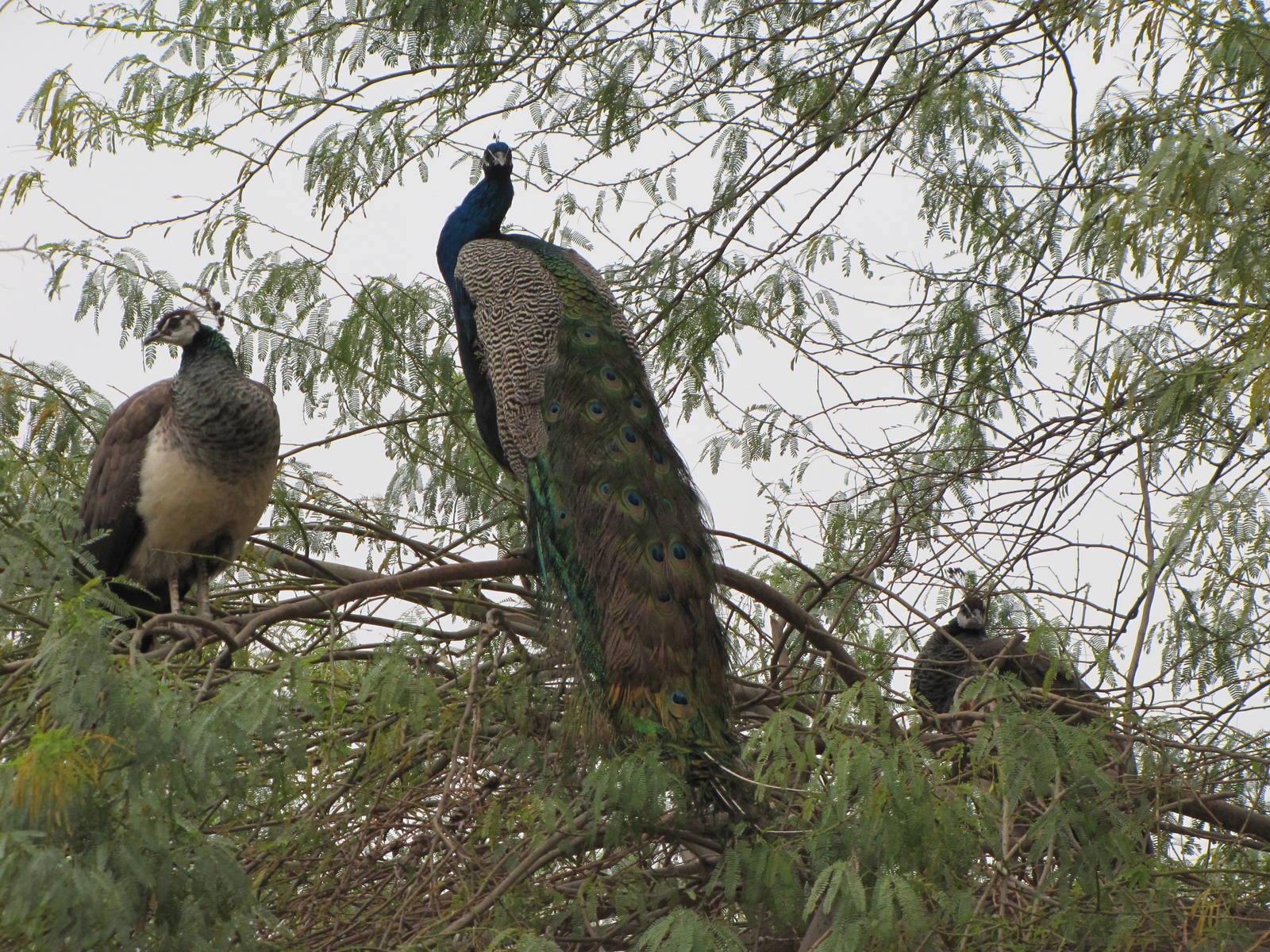 indian peafowl