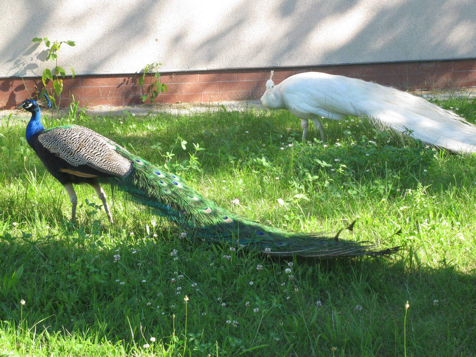 Indian peafowls - normal and leucistic version