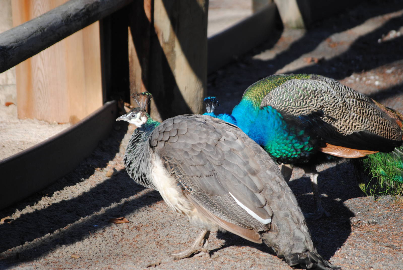 Indian Peafowls