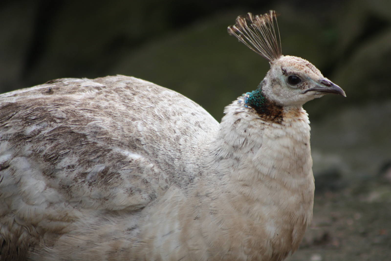 Indian Peahen, 13th July 2014