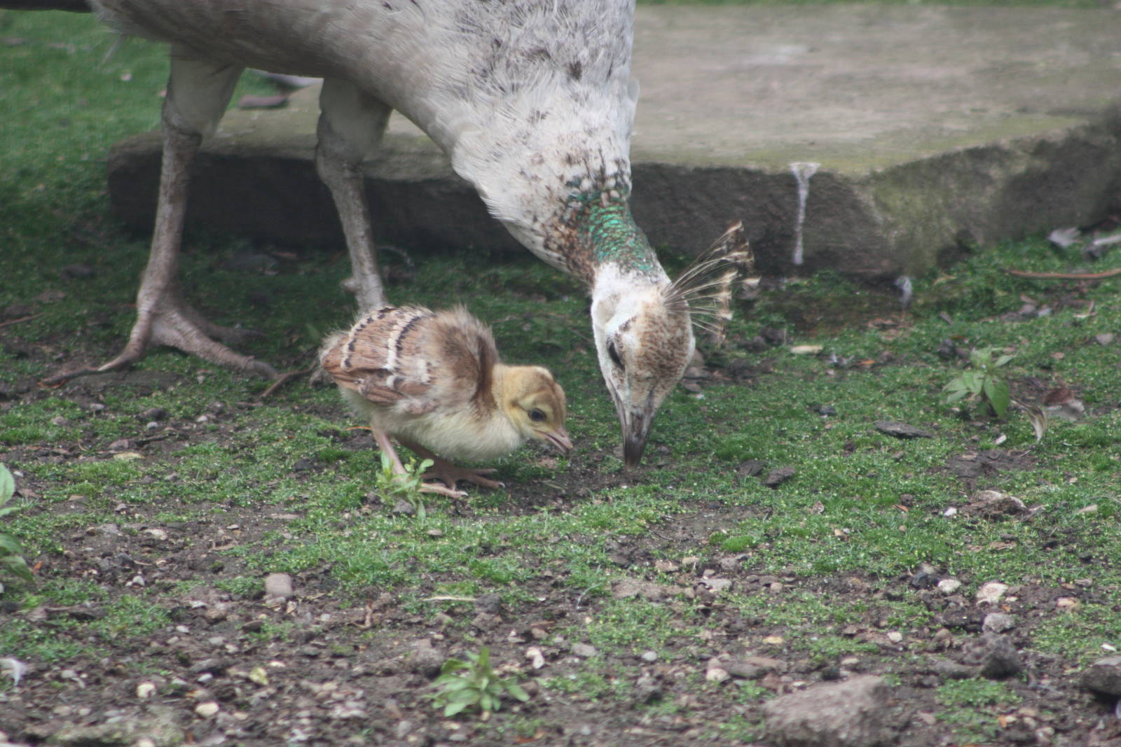 Indian Peahen and chick, 13th July 2014
