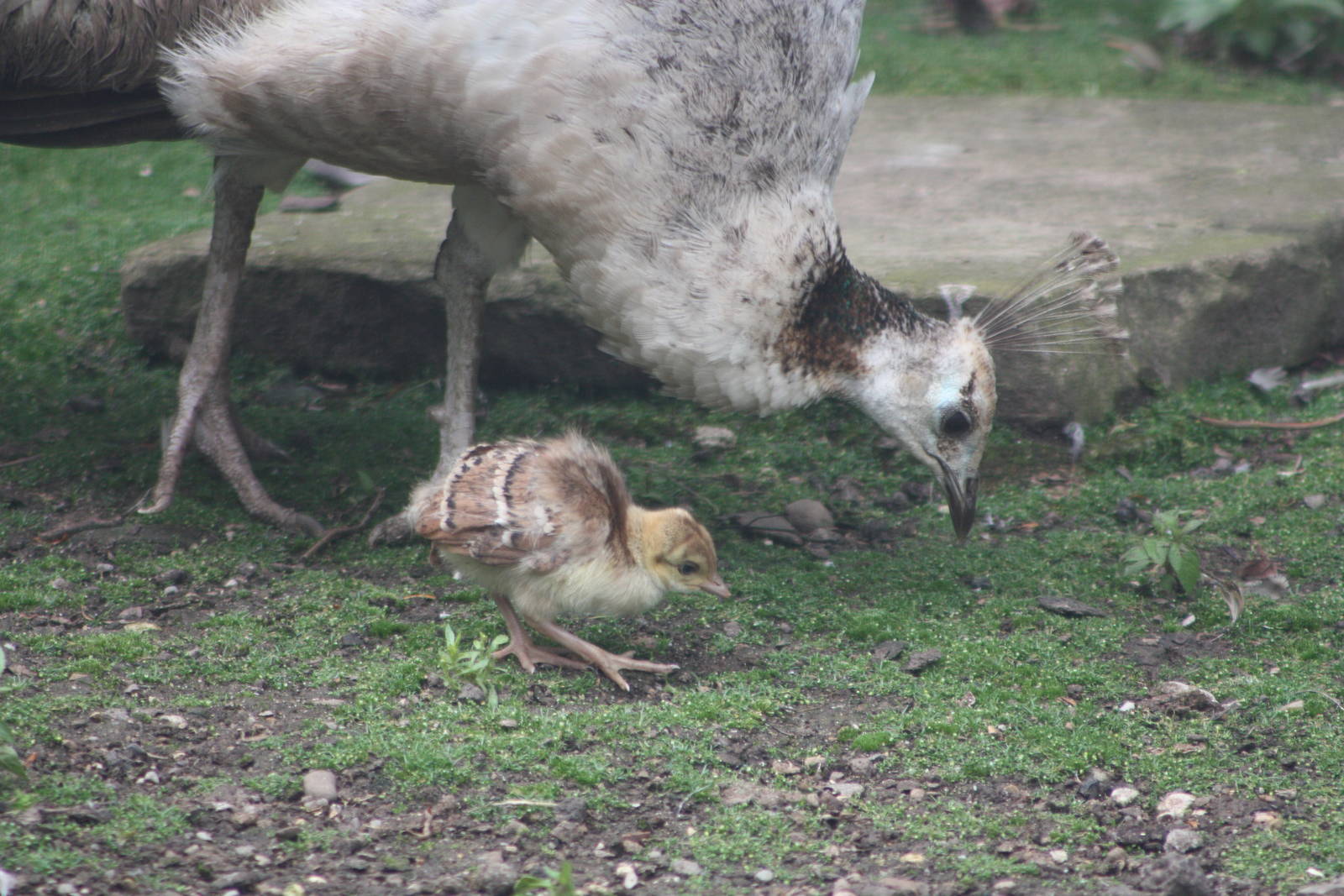 Indian Peahen and chick, 13th July 2014