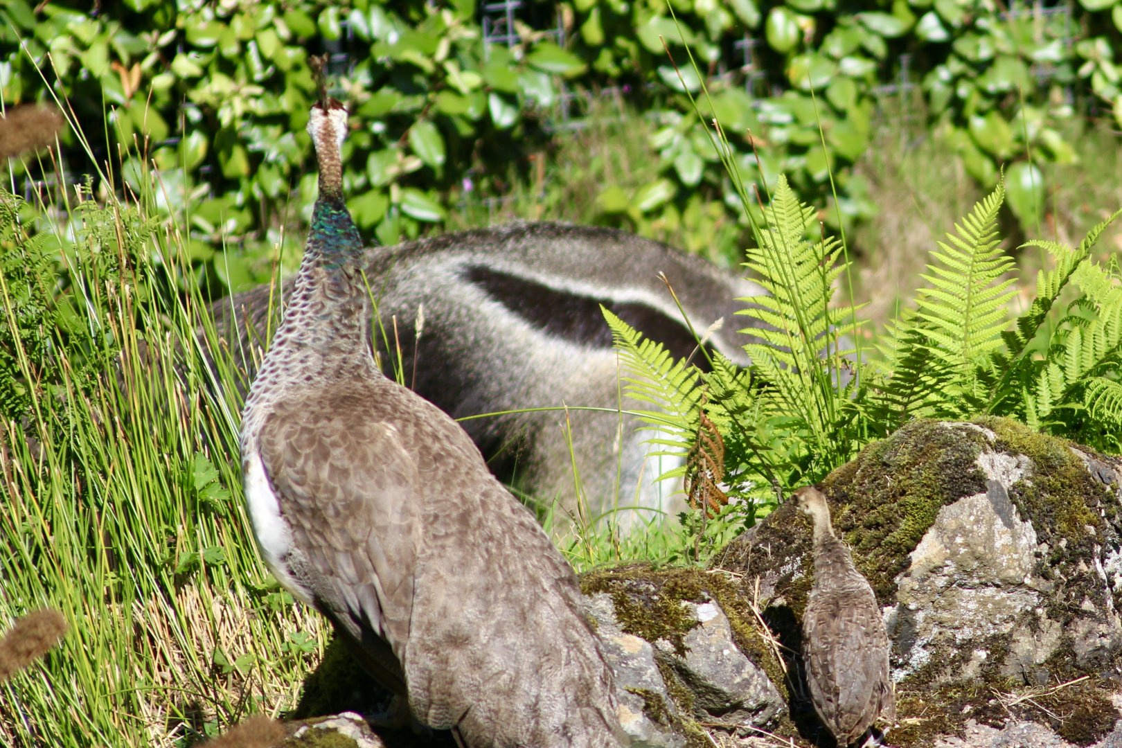 Indian peahen and chick (Pavo cristatus) watching giant anteater (Myrmecophaga tridactyla) at Belfast Zoo - 19/08/2022