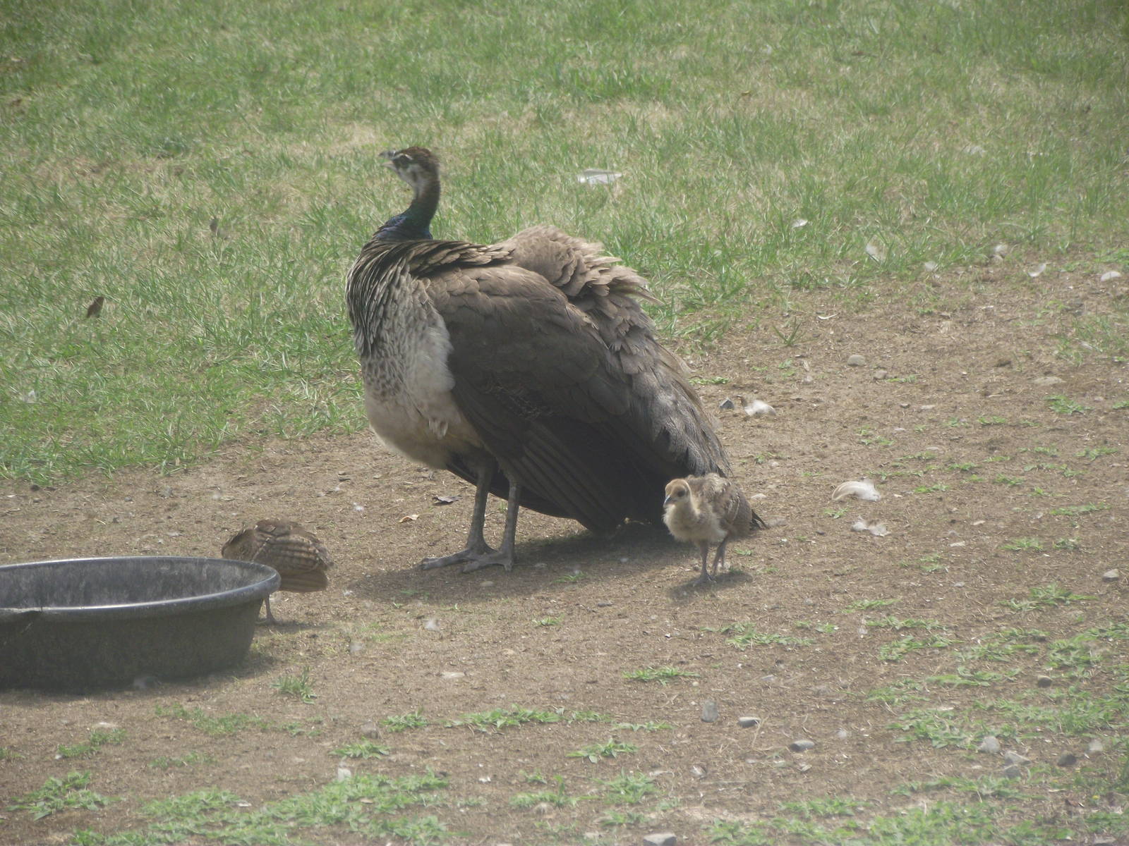 Indian Peahen and CHick