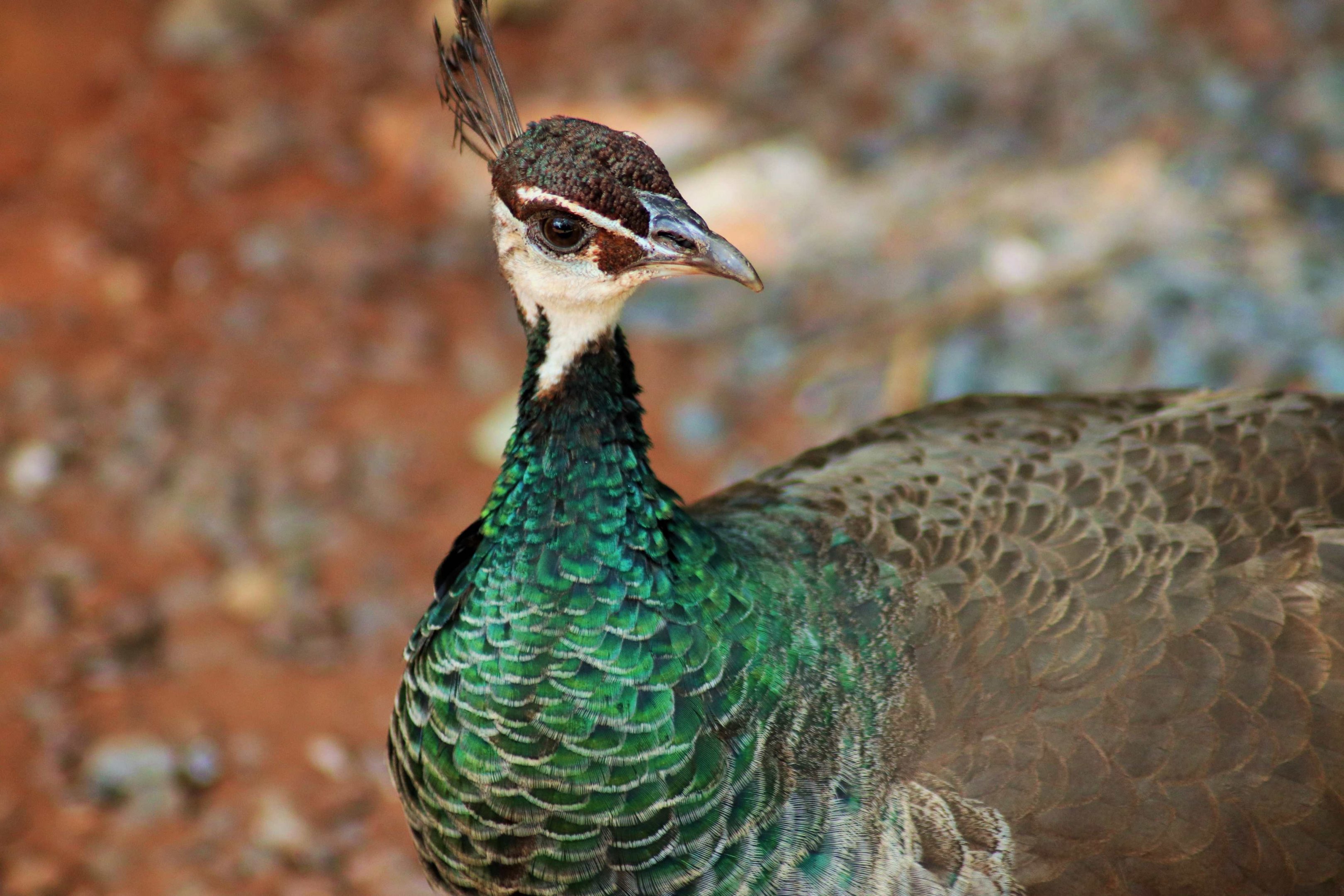 Indian Peahen (Pavo cristatus)