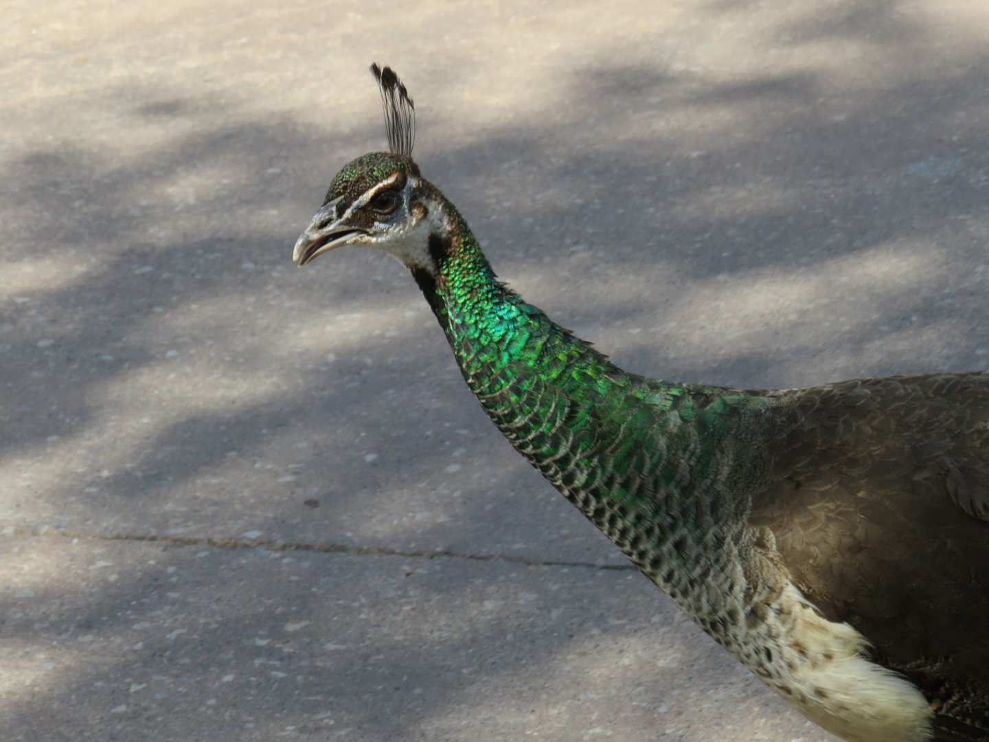 Indian peahen