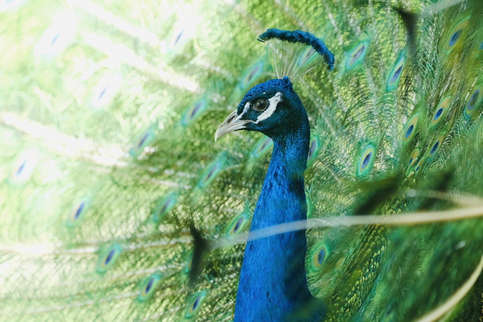 Indian peawfowl (m) - May 27, 2025