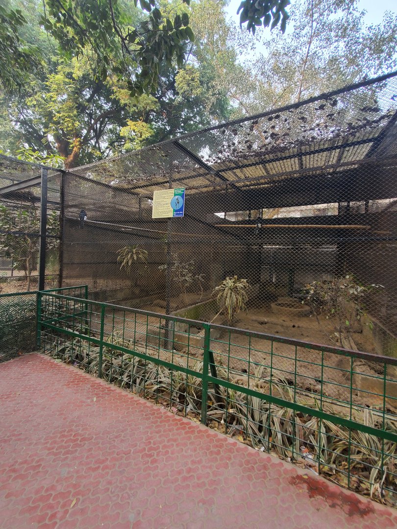 Indian Pied Hornbill Exhibit - January 2023