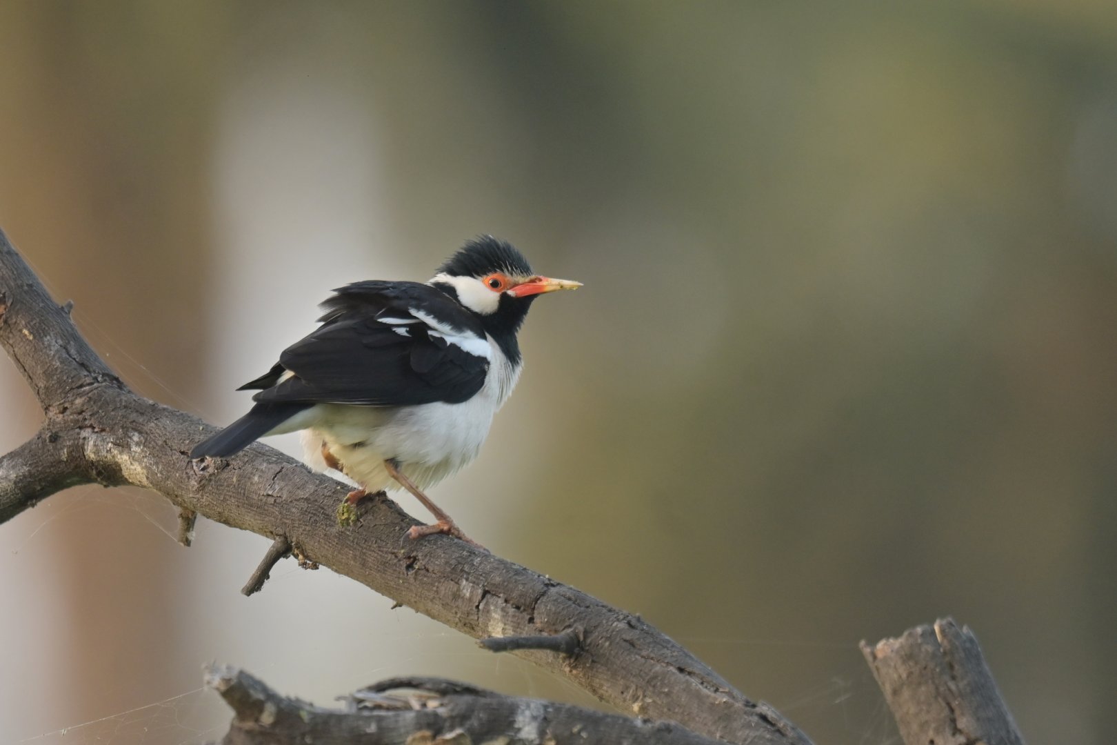 Indian Pied Myna Gracupica contra