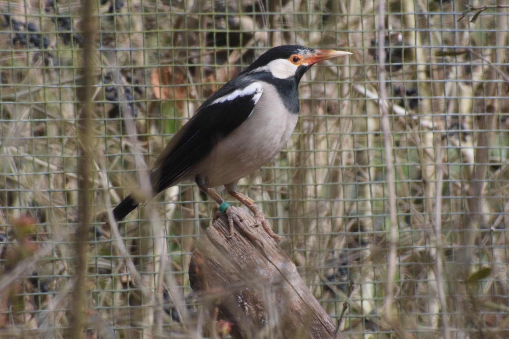 Indian pied myna