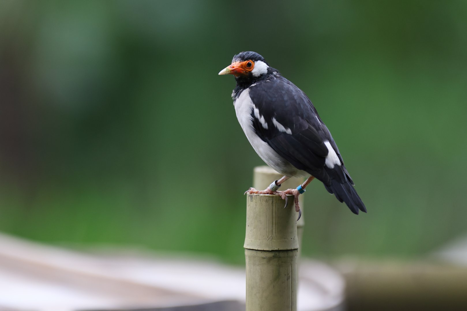 Indian Pied Starling (Gracupica contra) - Wings of Asia