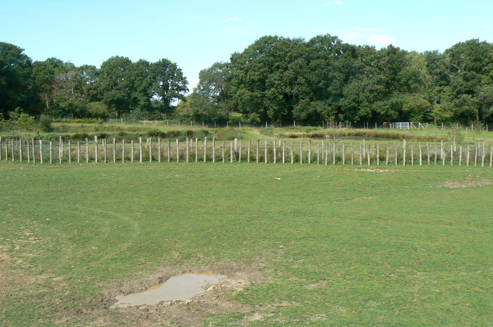 Indian plain - 1 hectare male indian rhino's enclosure and biological lagooning behind
