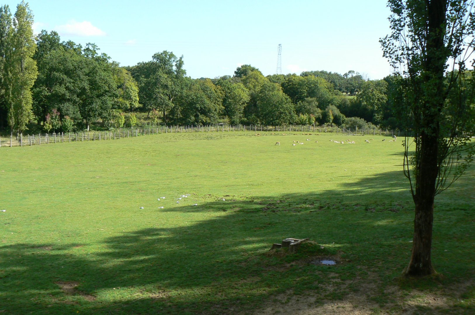 Indian plain - 3 hectares female indian rhinos enclosure