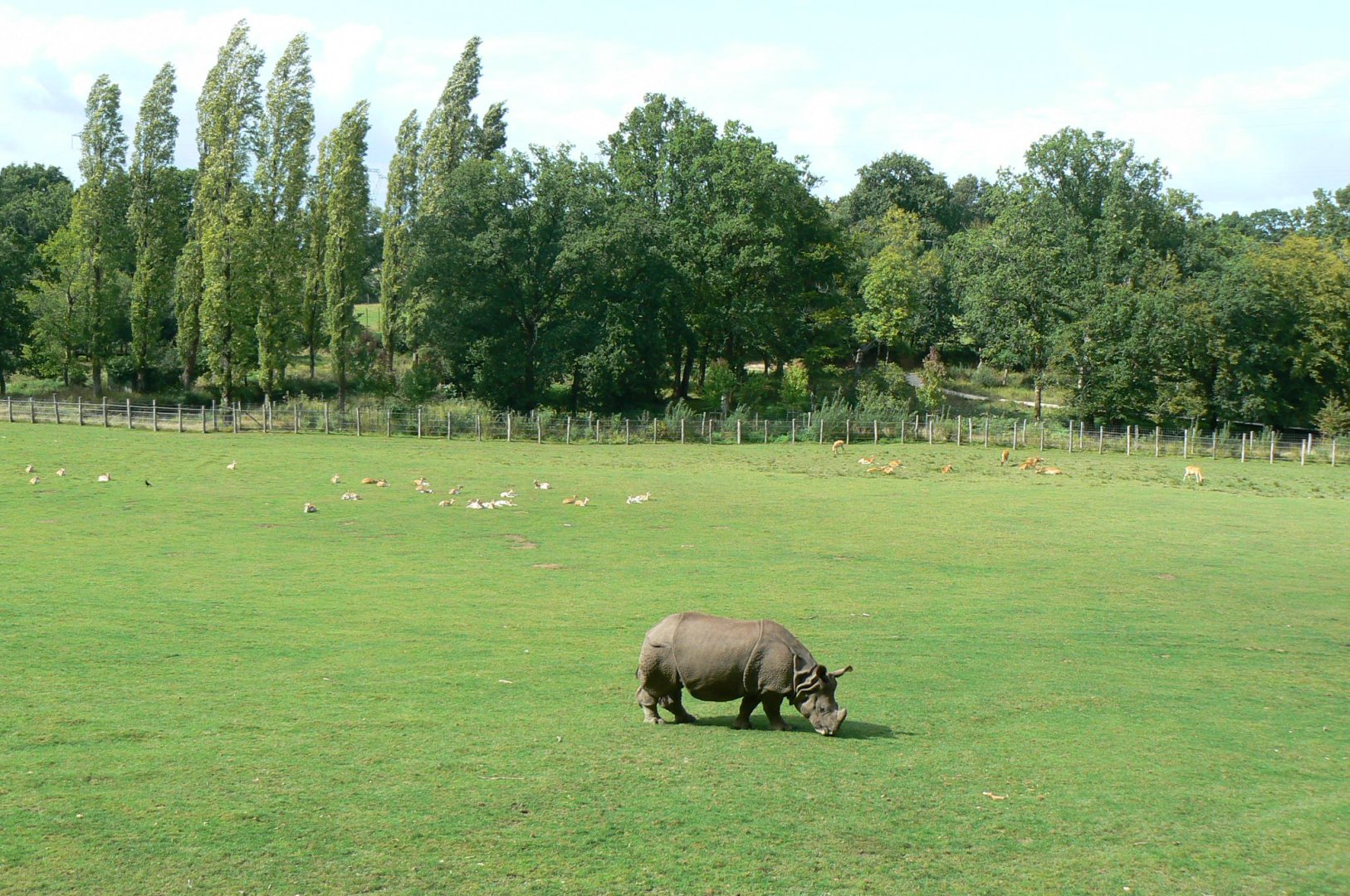 Indian plain - 3 hectares female indian rhinos' enclosure