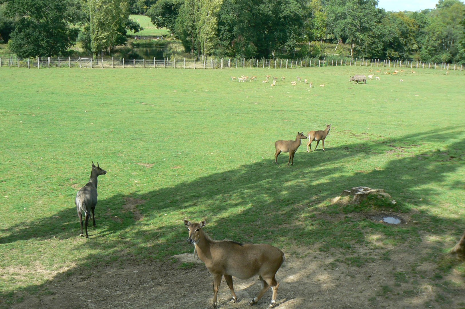 Indian plain - 3 hectares female indian rhinos' enclosure
