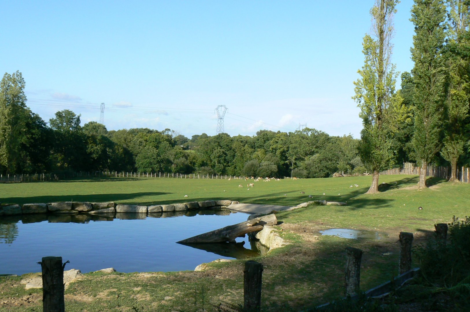 Indian plain - 3 hectares female indian rhinos enclosure