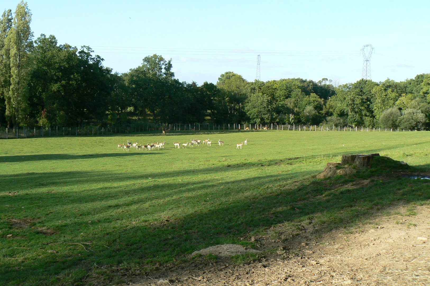Indian plain - 3 hectares female indian rhinos enclosure