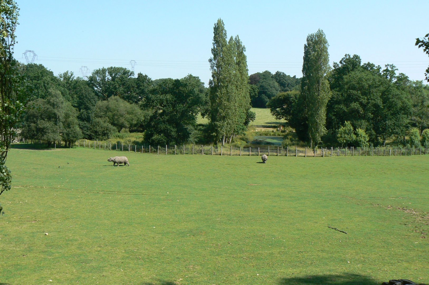 Indian plain - 3 hectares female indian rhinos enclosure