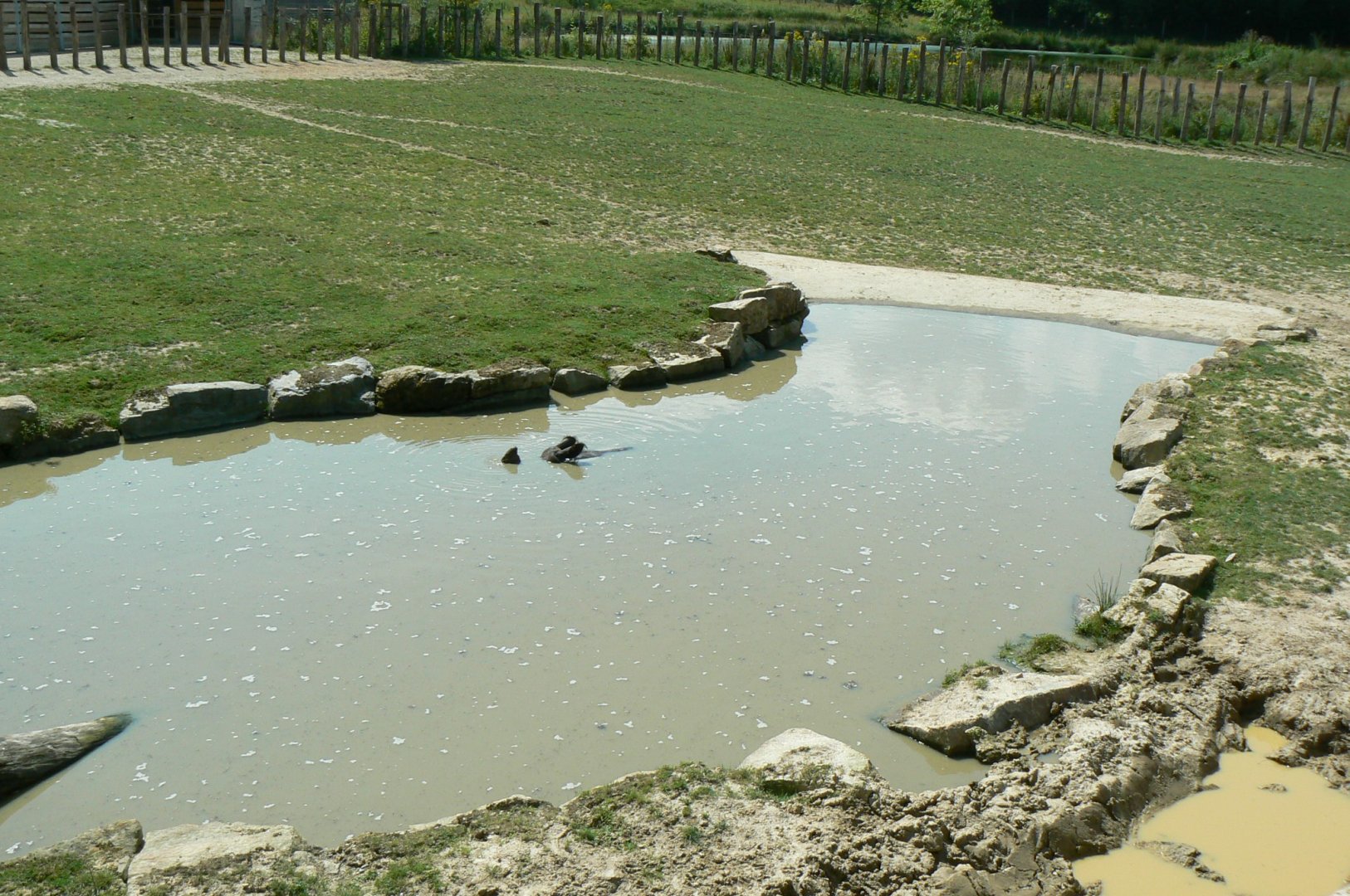 Indian plain - Ajang in his pool