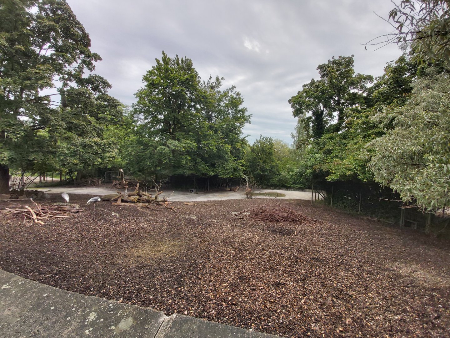 Indian plain (Blackbuck, niglai, Myanmar thamin, bar-headed goose and white-naped crane)