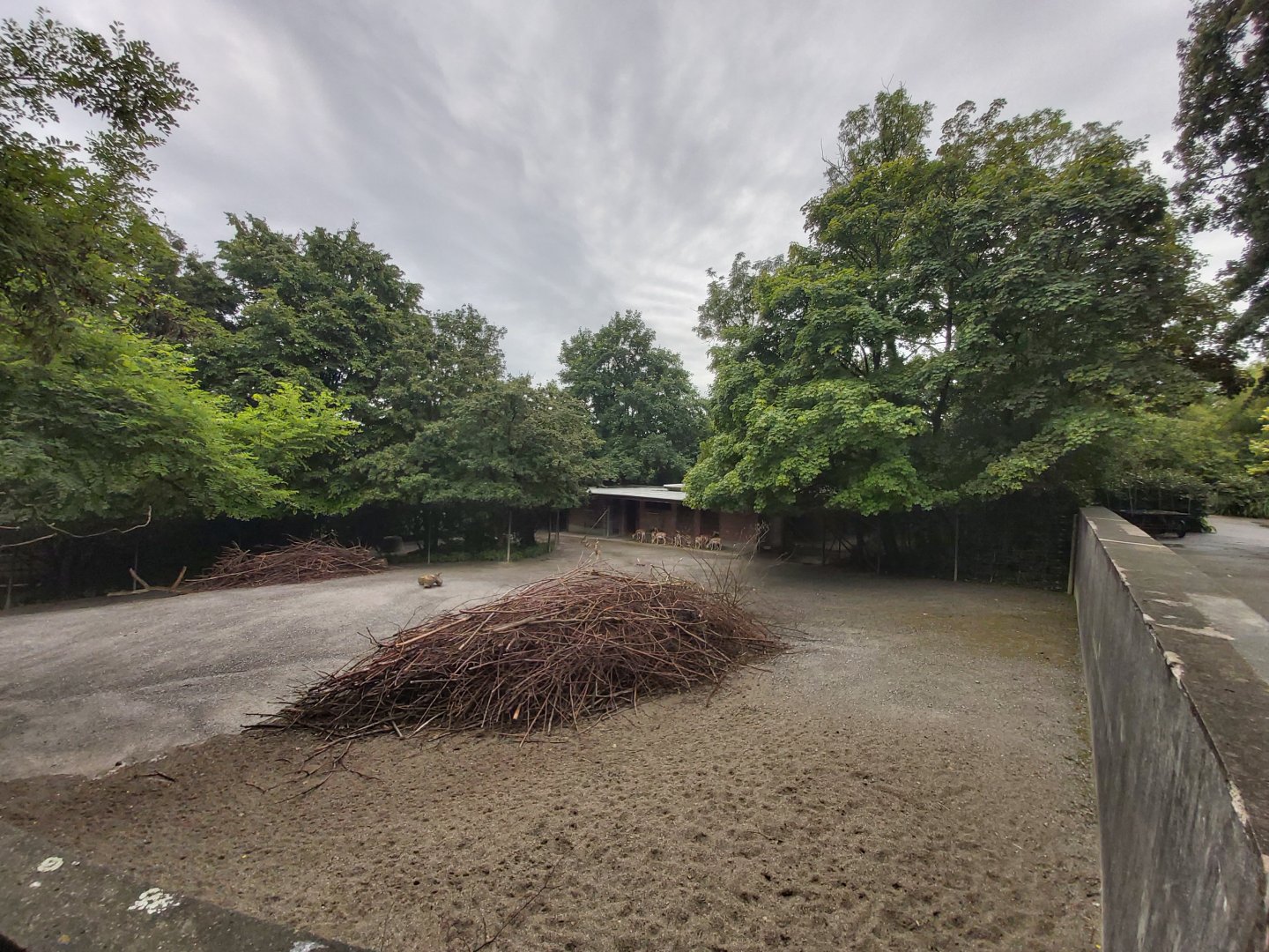 Indian plain (Blackbuck, niglai, Myanmar thamin, bar-headed goose and white-naped crane)