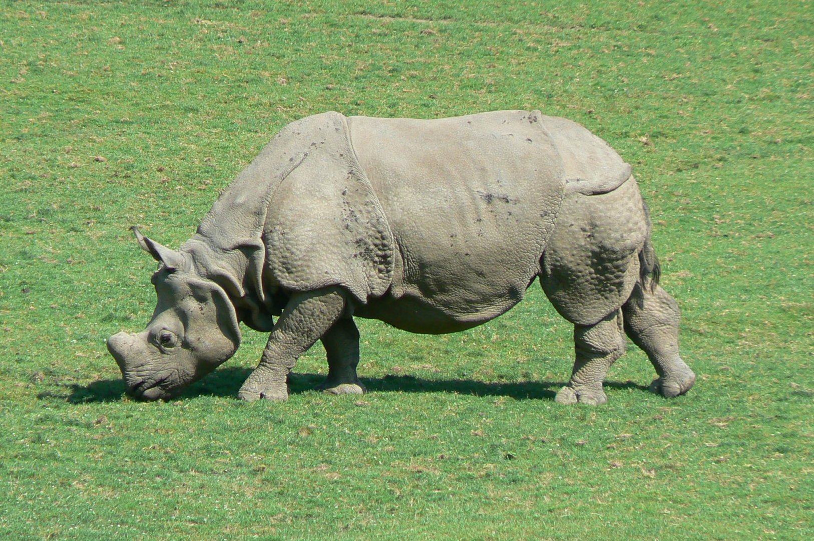 Indian plain - indian rhino