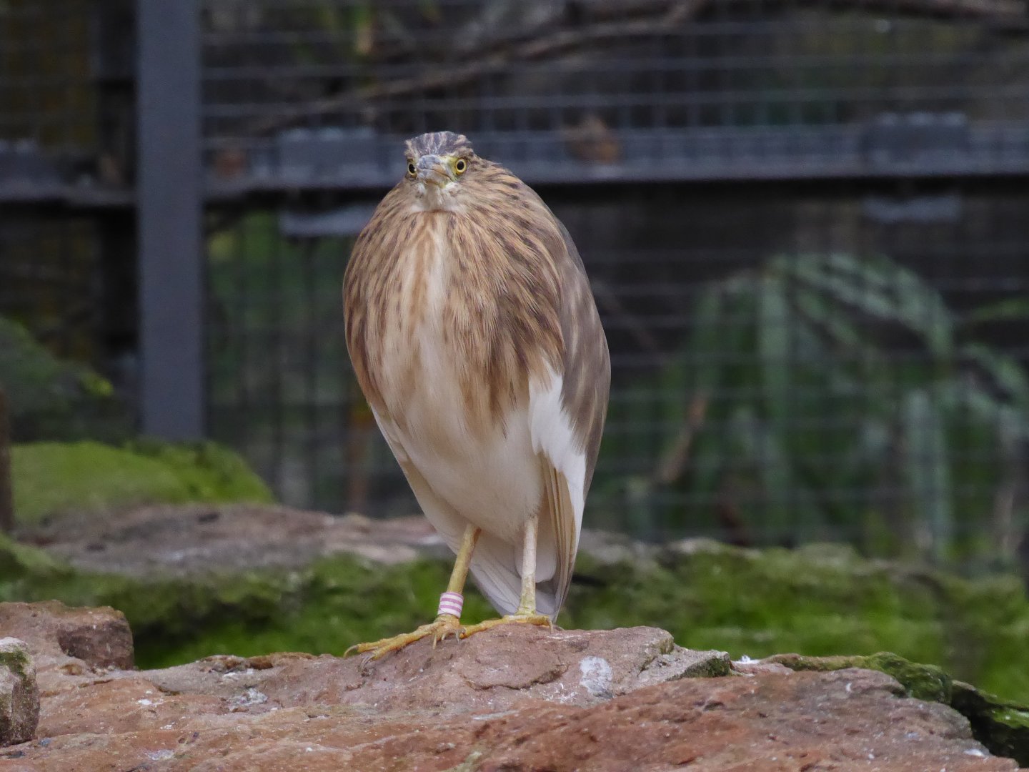 Indian pond heron 290118