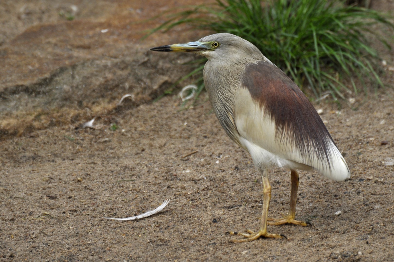 Indian pond-heron (Ardeola grayi=