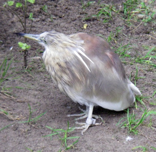 Indian Pond Heron (Ardeola grayii)