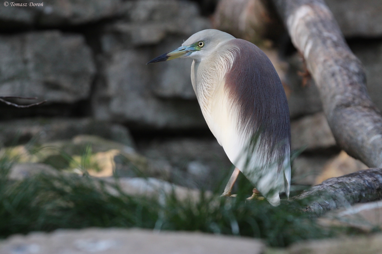 Indian Pond-heron (Ardeola grayii)