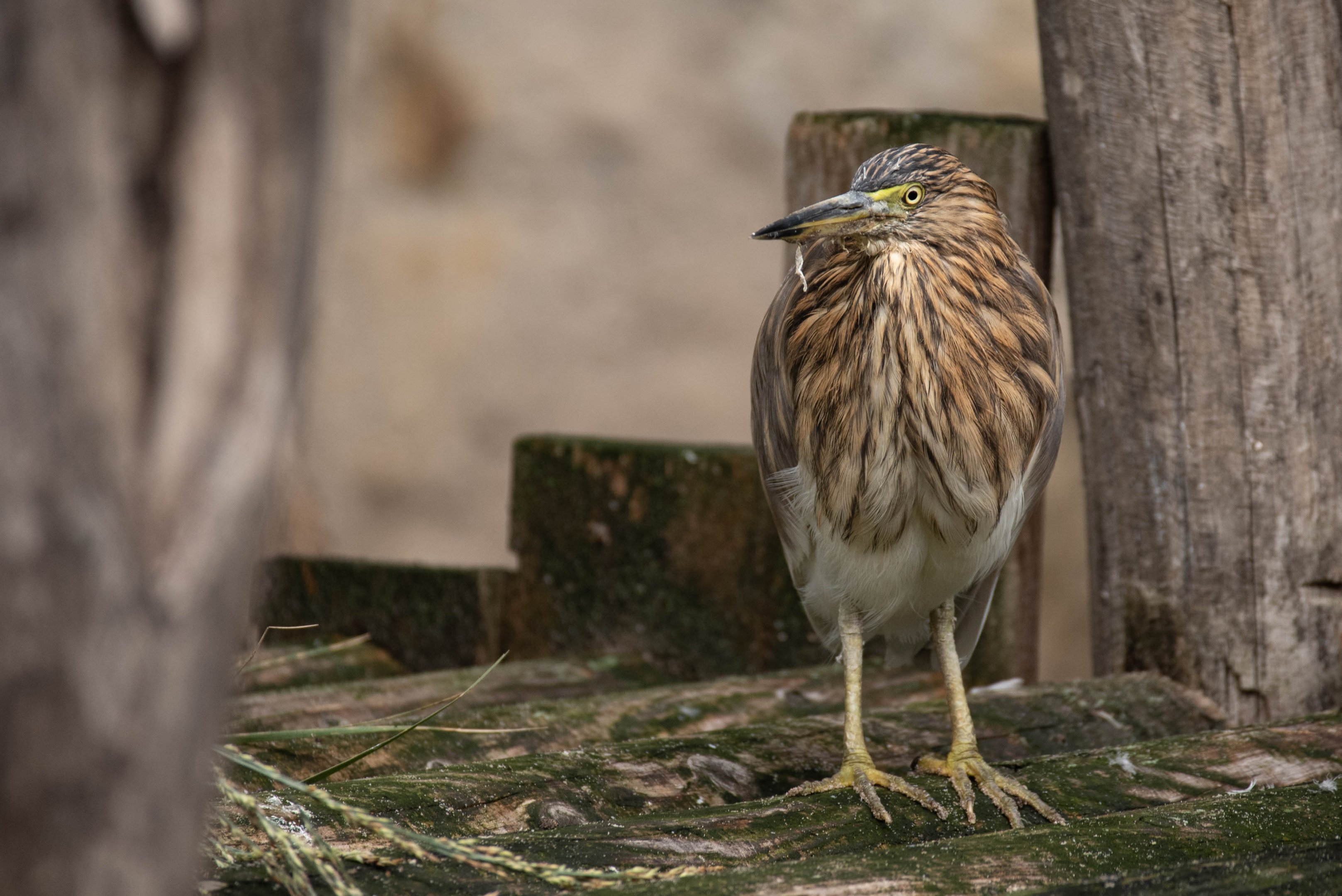 Indian pond heron - Ardeola grayii