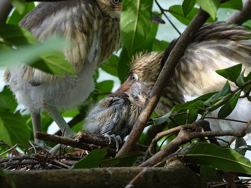 Indian pond heron chicks