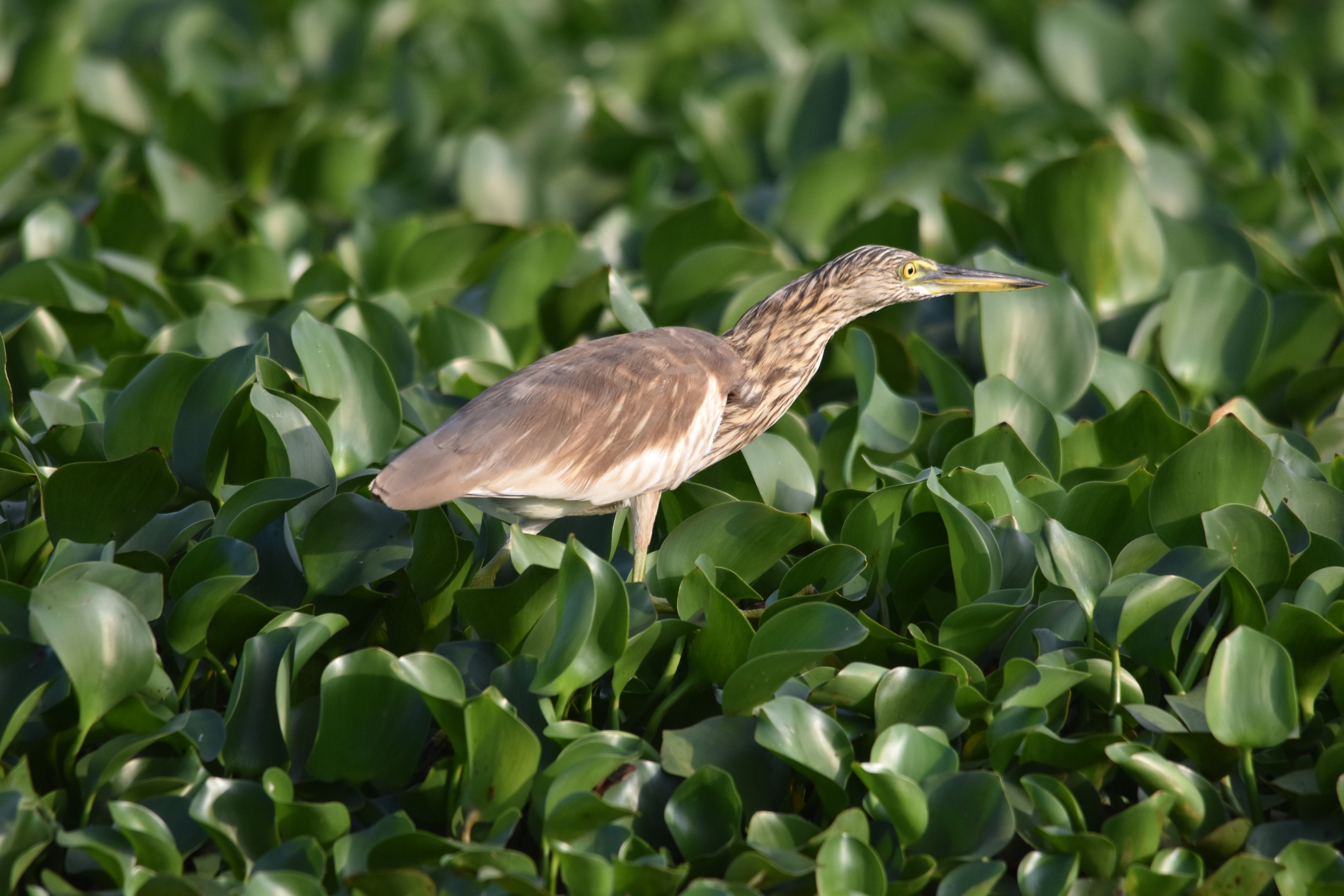Indian Pond Heron, Kabini River, 21st November 2024