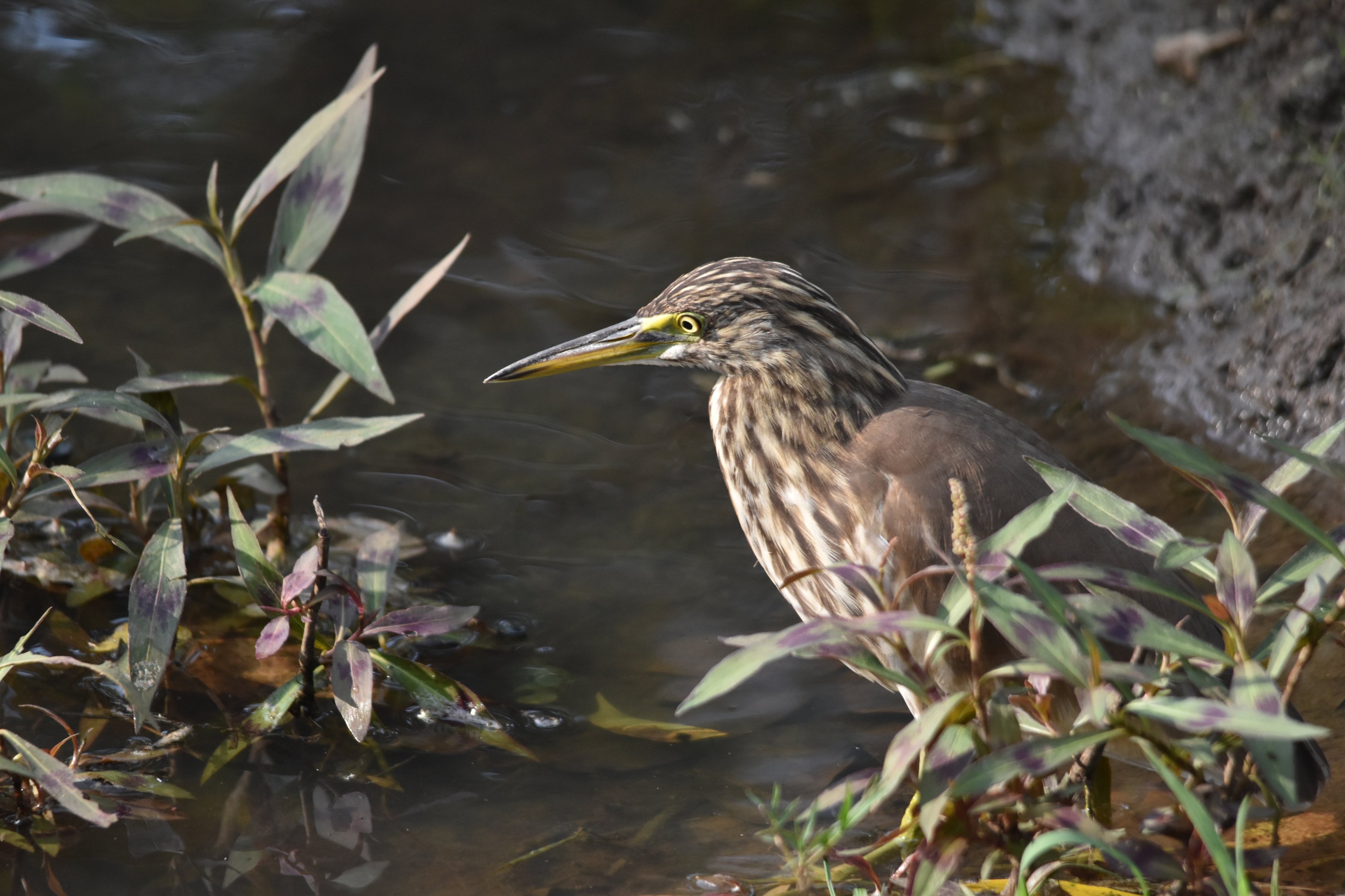Indian Pond Heron, Nagarahole Tiger Reserve, 18th November 2024