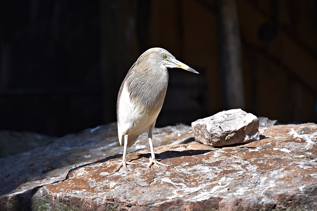 Indian pond heron