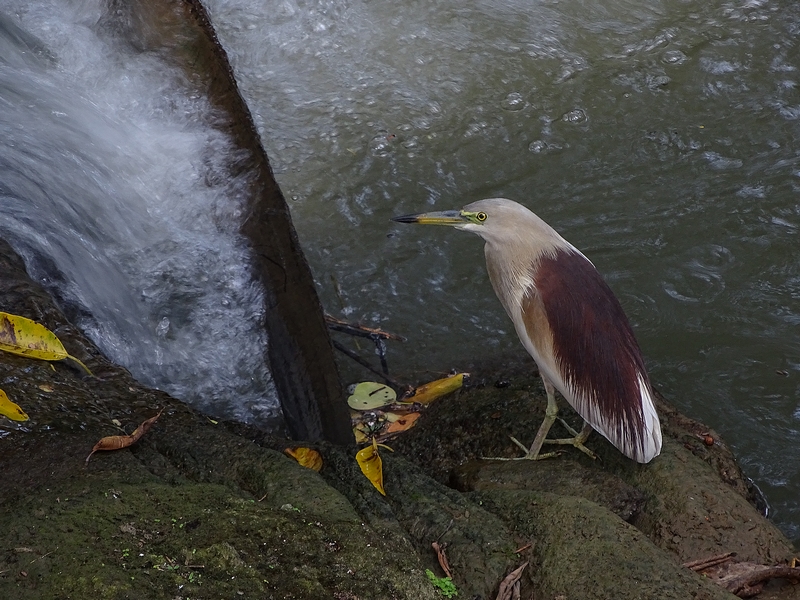 Indian pond heron