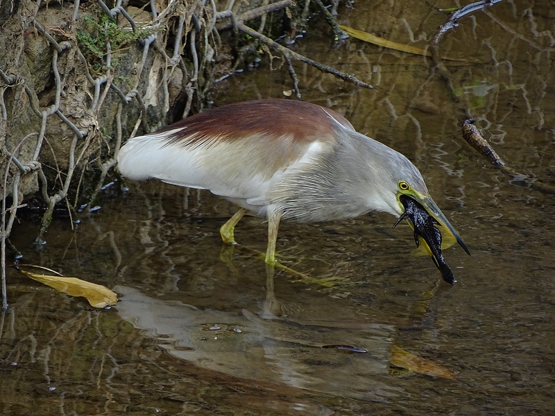 Indian pond heron