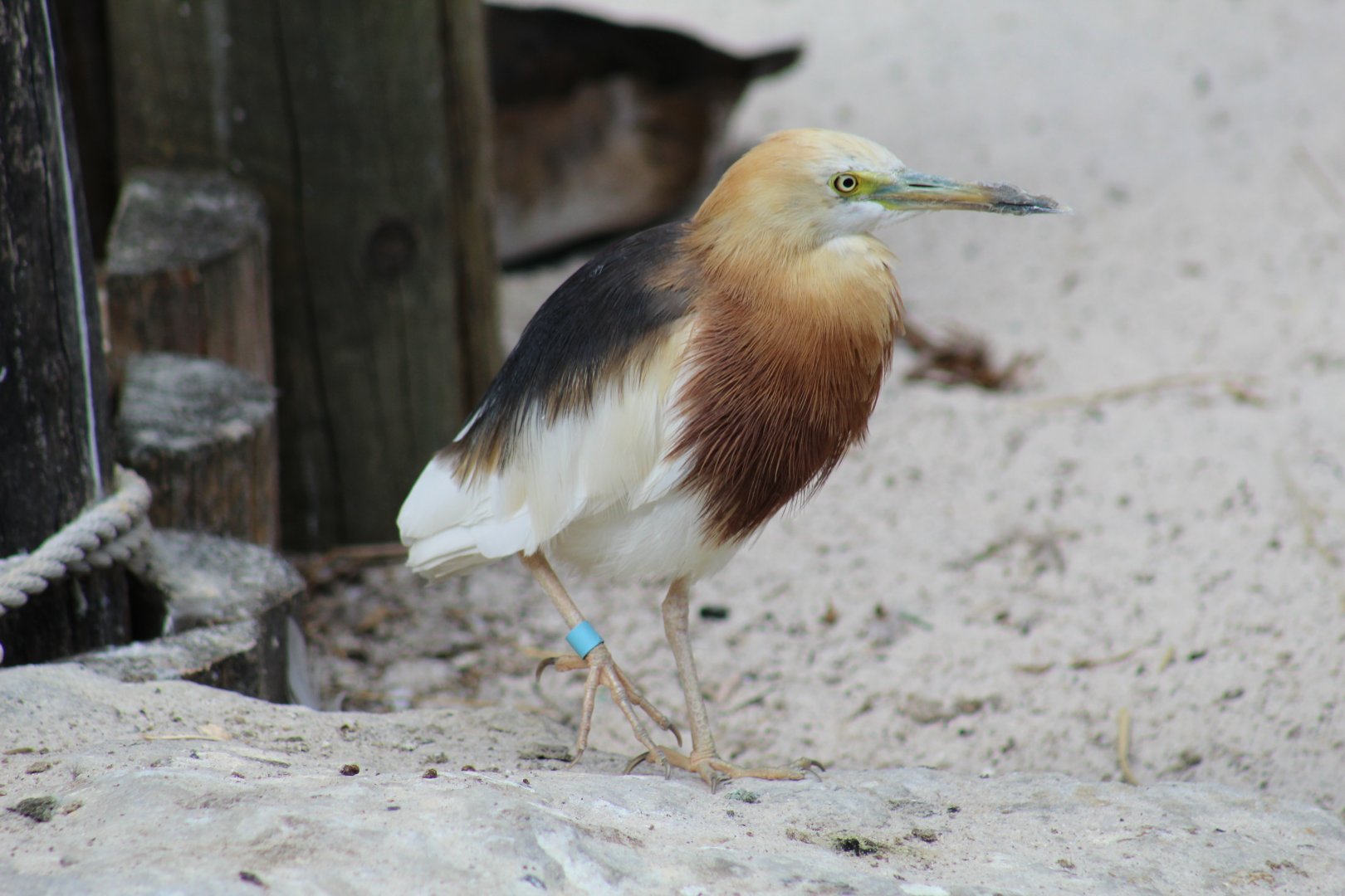 Indian Pond-Heron