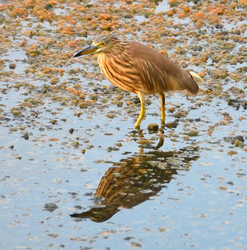 Indian pond heron