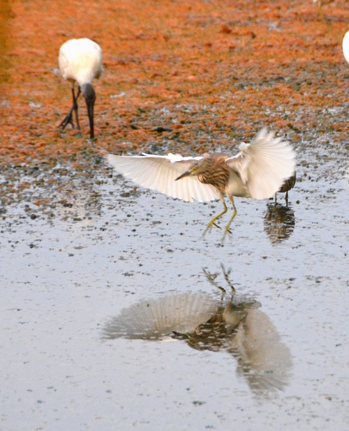 Indian pond heron