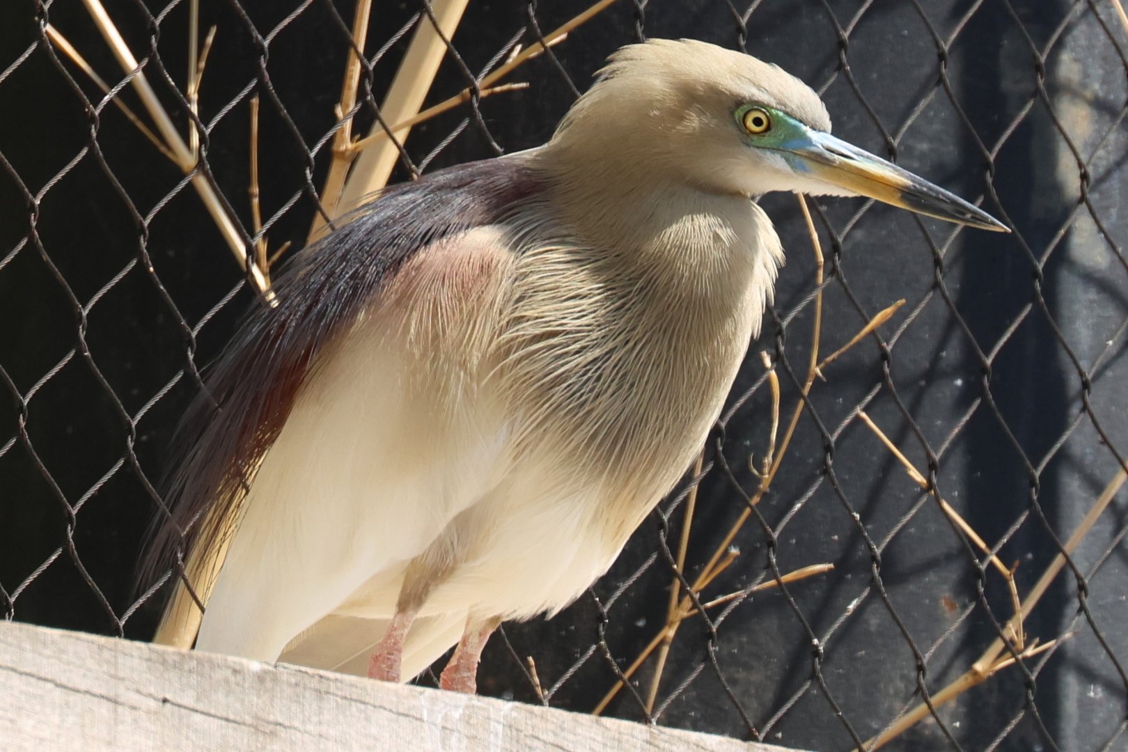 Indian pond-heron