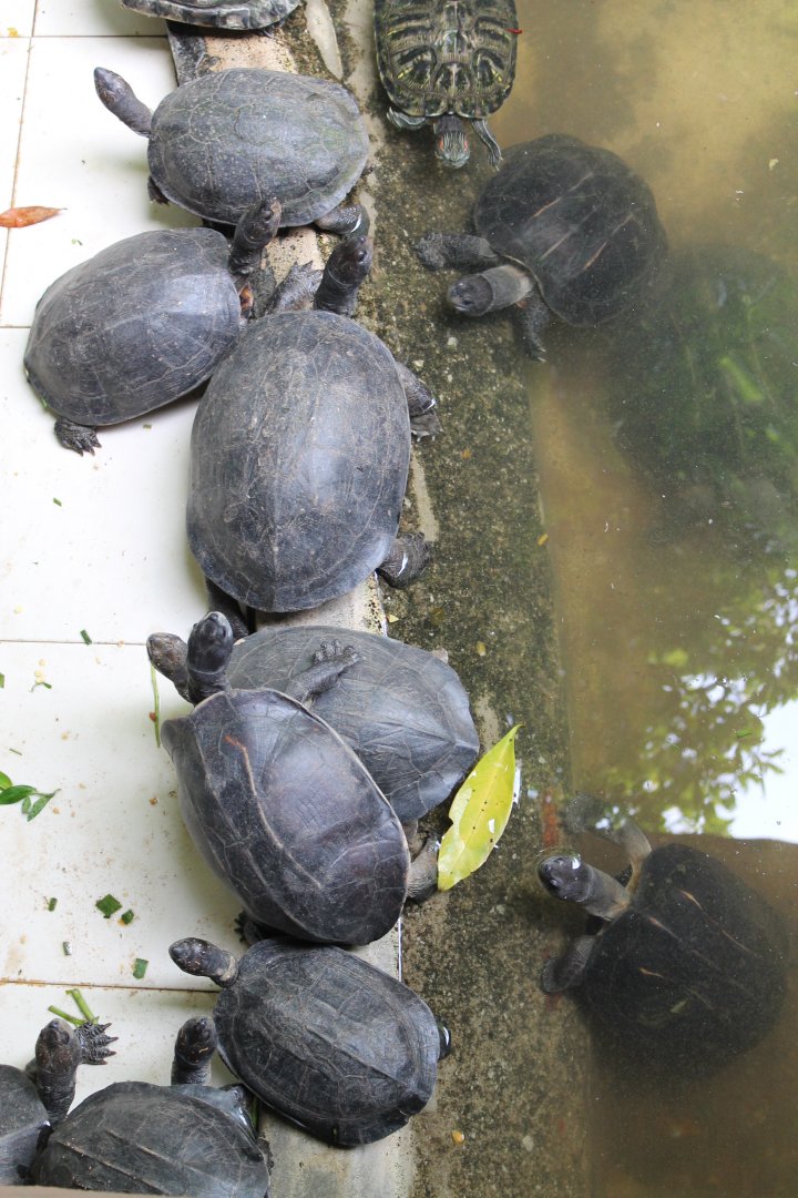 Indian Pond Terrapins (Melanochelys trijuga)