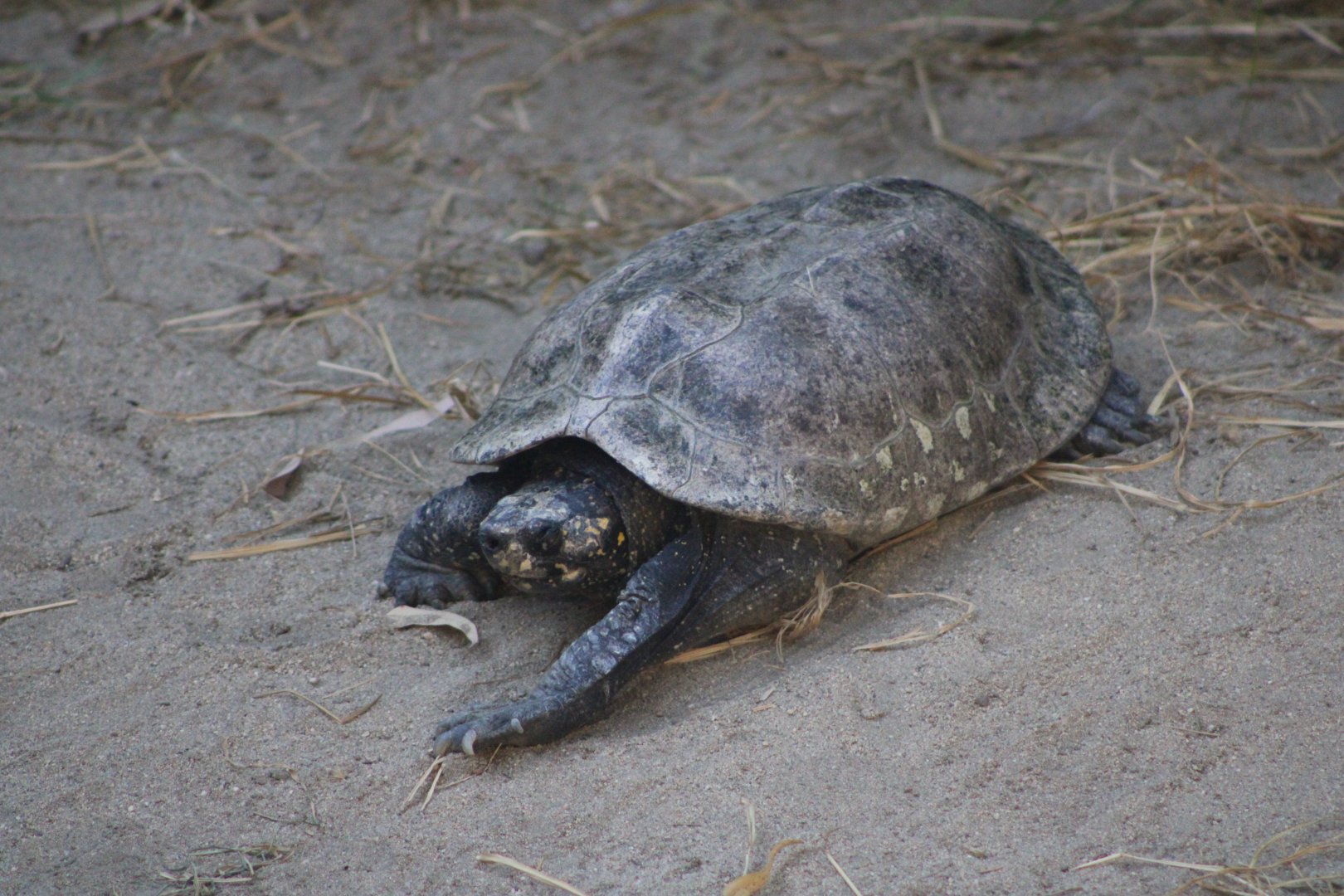Indian Pond Turtle (Geoclemys hamiltoni)