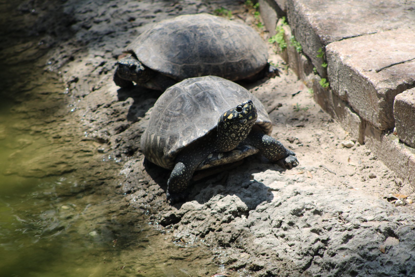 Indian Pond Turtles (Geoclemys hamiltoni)