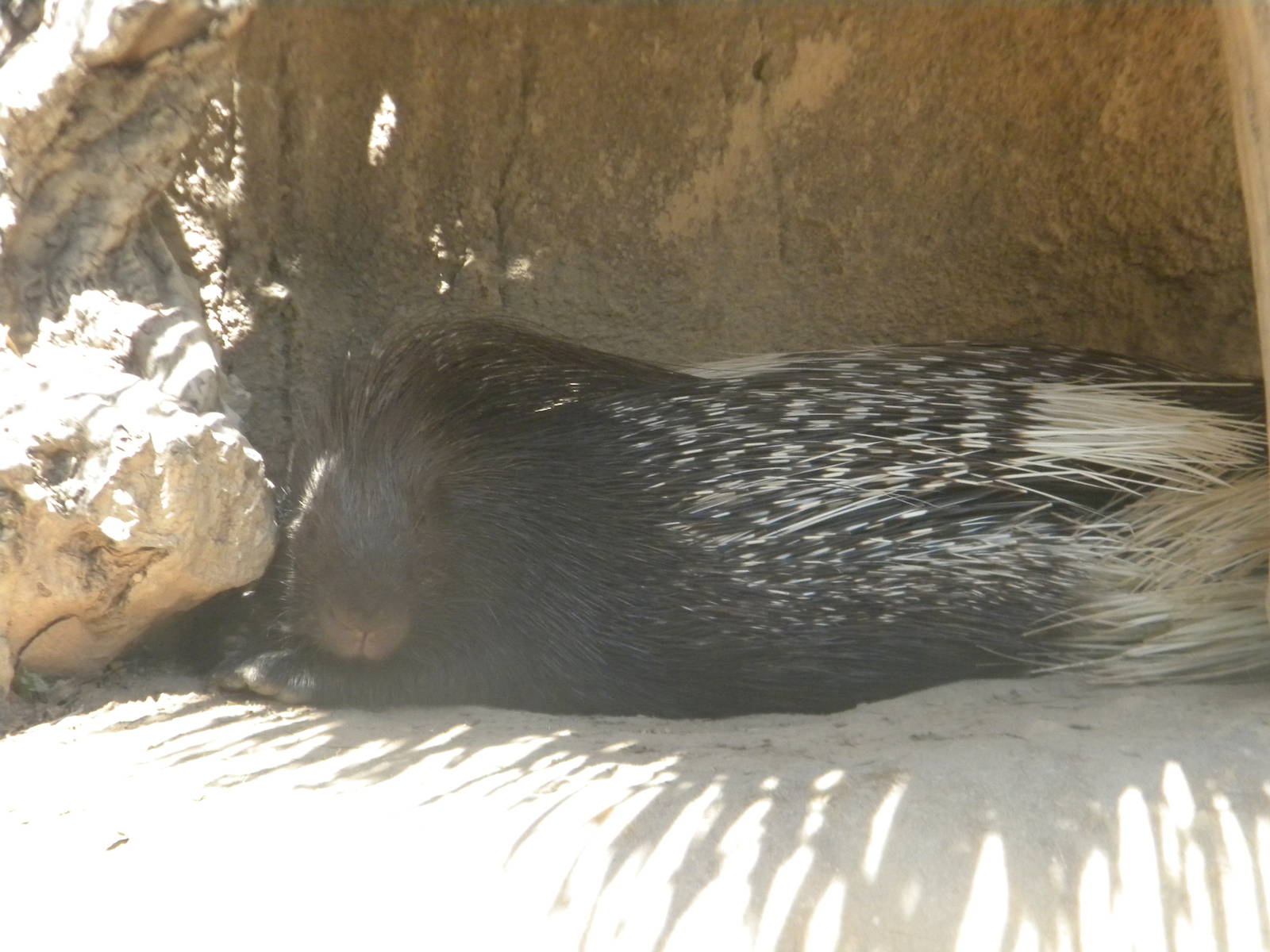 Indian Porcupine at Terra Natura 29/07/11