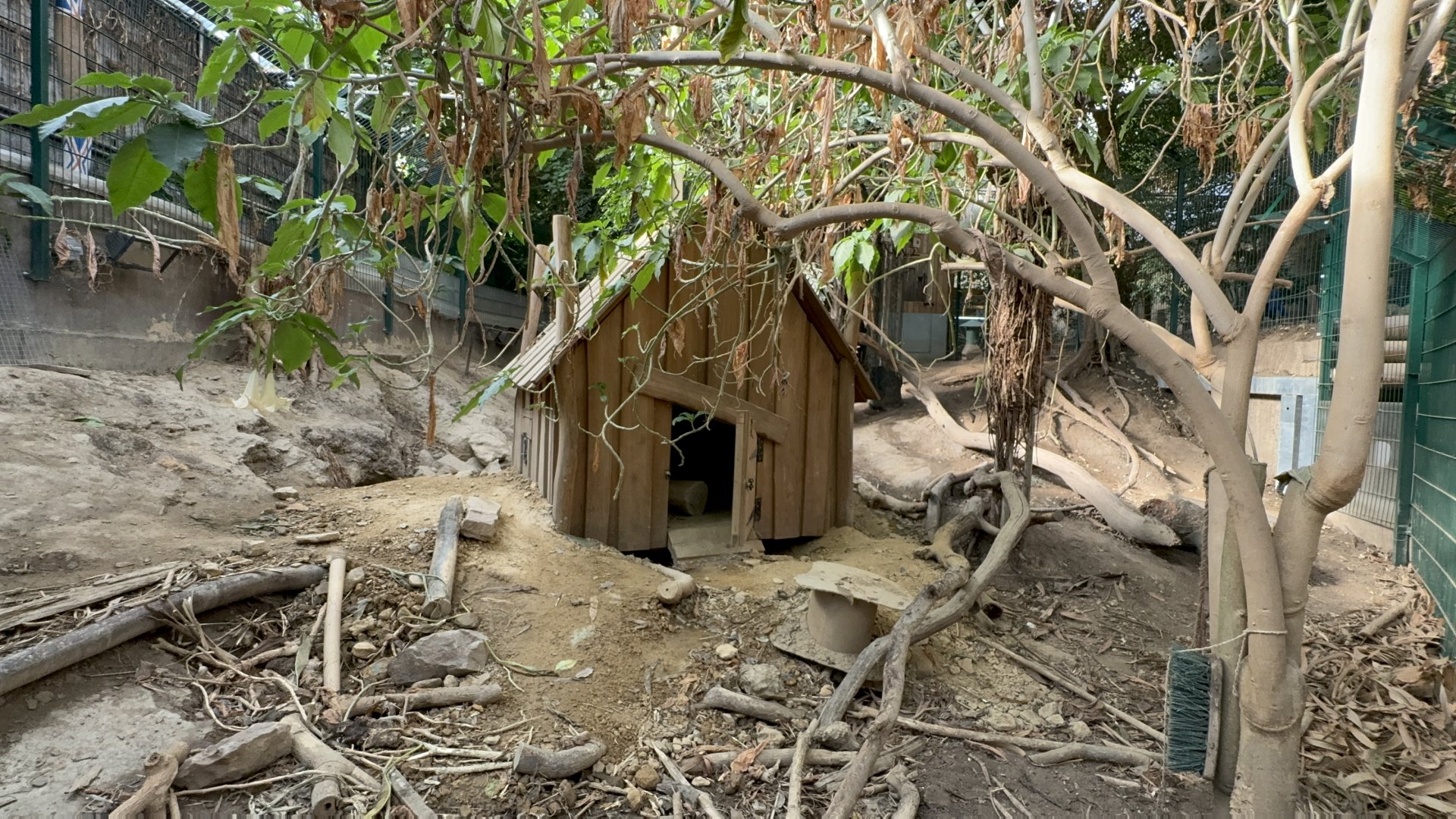 Indian Porcupine Enclosure at Tropical World (October 2024)