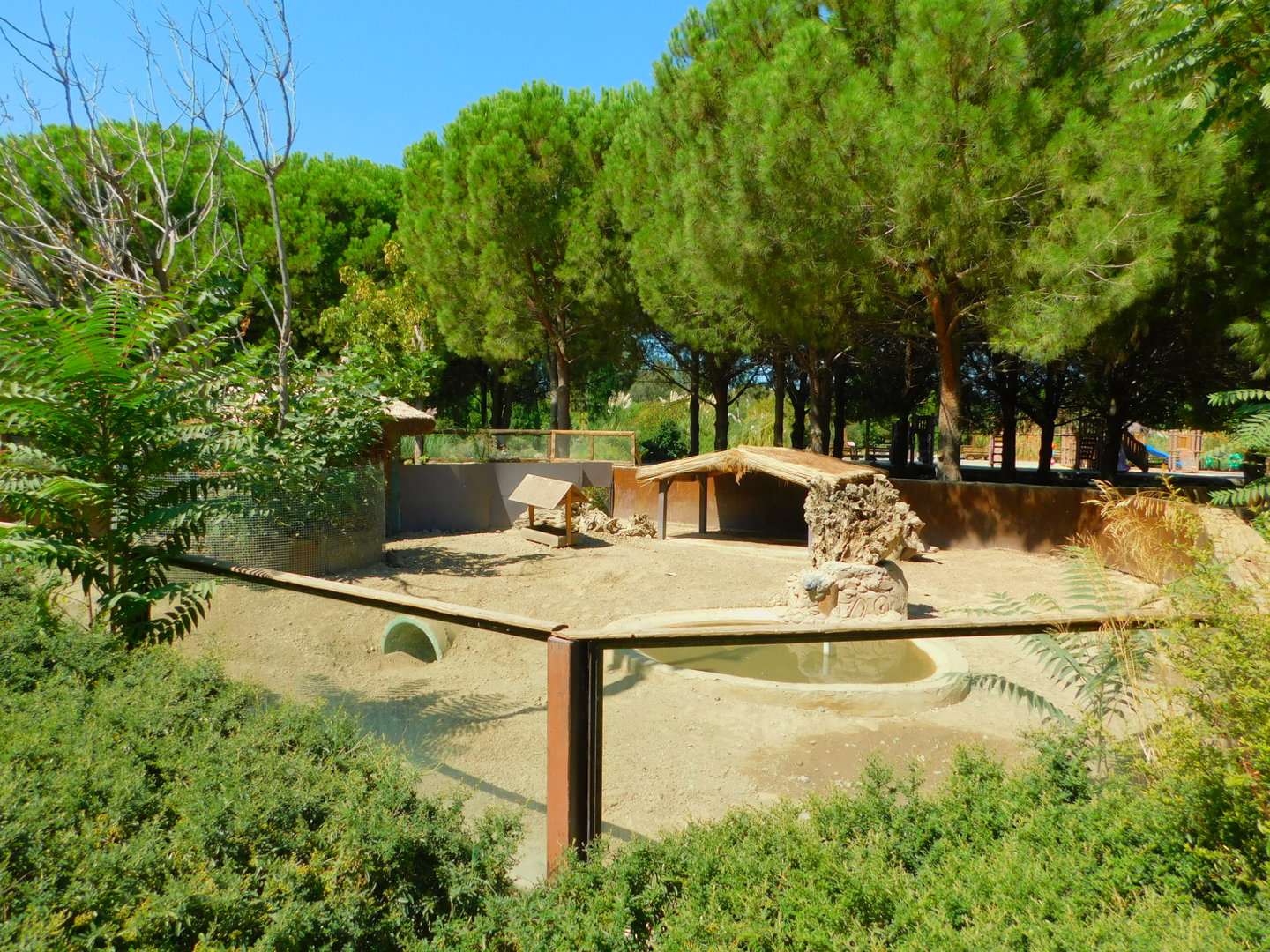 Indian Porcupine Enclosure
