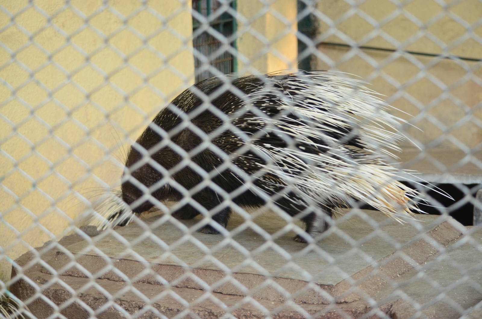 Indian porcupine (Hystrix indica)