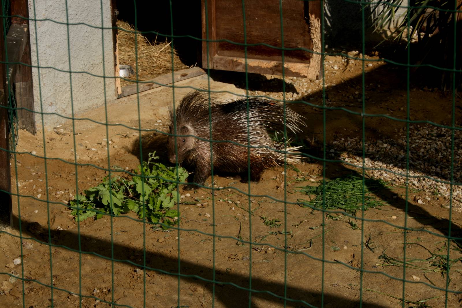 Indian porcupine Hystrix indica