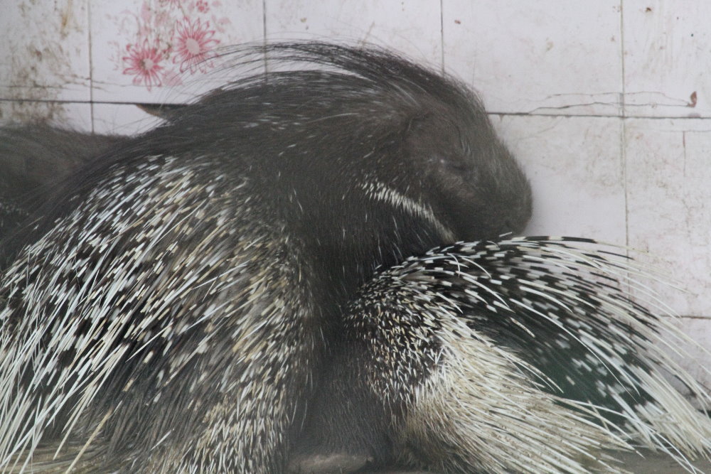Indian porcupine(mashhad zoo)